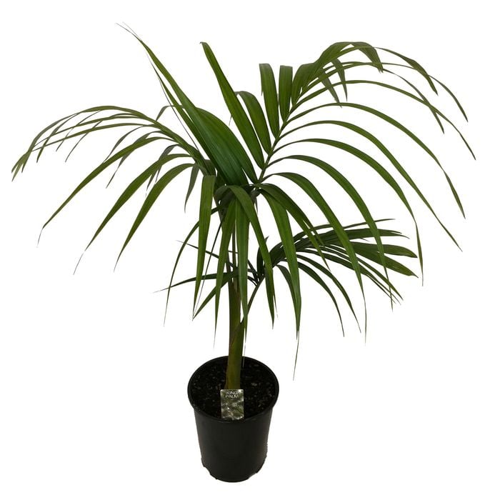 180mm King Palm - Archontophoenix alexandrae