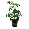170mm Tomato Tutti-Frutti™ F1 Melon - Solanum lycopersicum