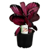 140mm Purple Rose - Calathea