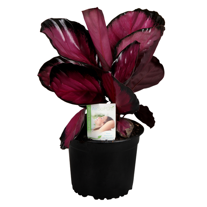 140mm Purple Rose - Calathea