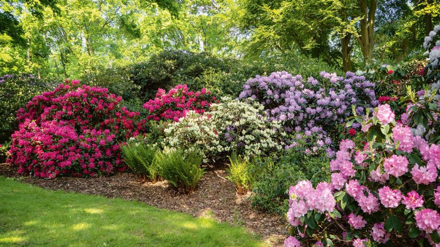 A vibrant garden scene featuring an array of flowering pink, purple, white  and green bushes with trees in the background.