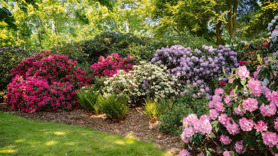 A vibrant garden scene featuring an array of flowering pink, purple, white  and green bushes with trees in the background.