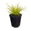 Gardening Solutionz 15cm Lomandra Miners Gold 