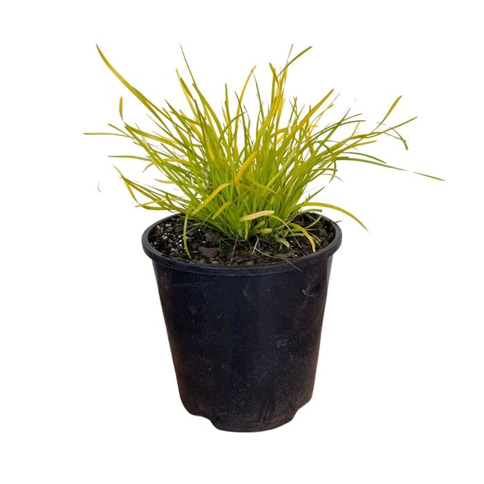 Gardening Solutionz 15cm Lomandra Miners Gold 