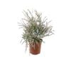 250mm Thryptomene Gold Tips - Thryptomene saxicola