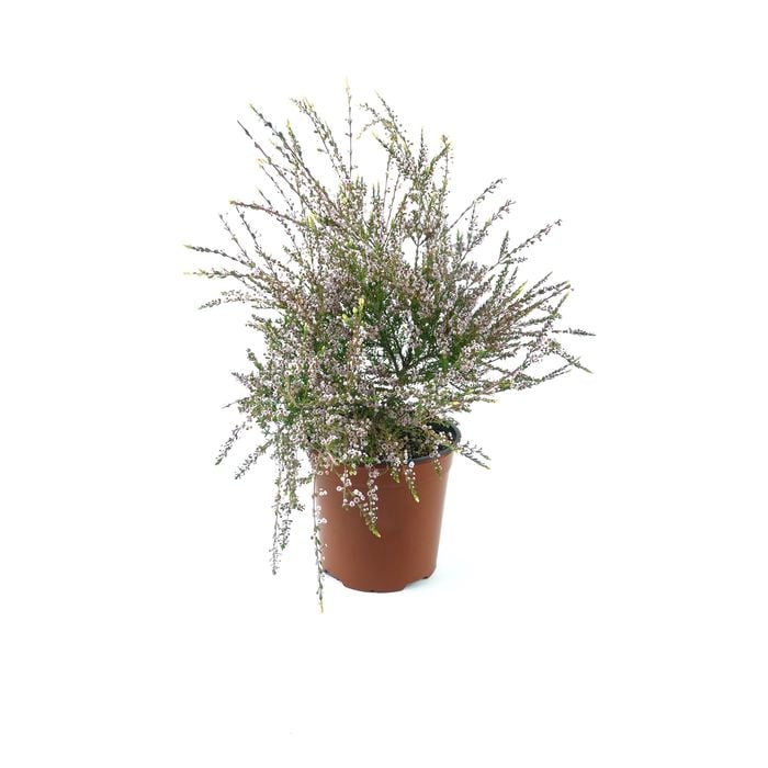 250mm Thryptomene Gold Tips - Thryptomene saxicola