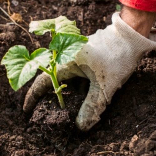 A pumpkin seddling being planted 