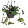 200mm Swiss Cheese Plant - Monstera adansonii
