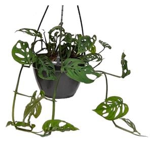 200mm Swiss Cheese Plant - Monstera adansonii