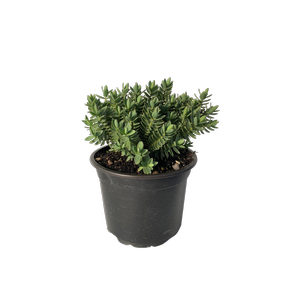 2L Hebe - Hebe albicans 'Red Edge'