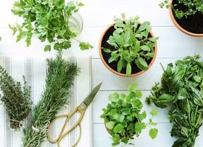 An overhead view of fresh herbs on a white wooden surface, including a potted basil plant, parsley in a glass, and bundles of rosemary and thyme next to scissors.