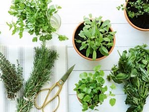 An overhead view of fresh herbs on a white wooden surface, including a potted basil plant, parsley in a glass, and bundles of rosemary and thyme next to scissors.