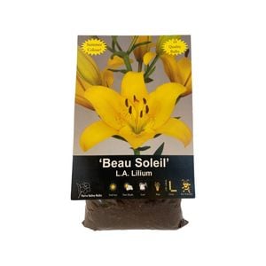 Yarra Valley Bulbs Lilium Beau Soleil - 4 Pack