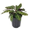 125mm Rattlesnake Plant - Calathea lancifolia Insignis