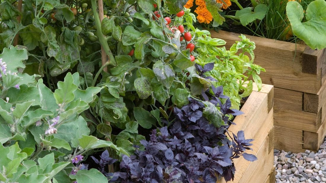 Plants in a raised garden bed