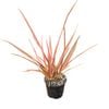 1.3L Pink Panther Flax - Phormium