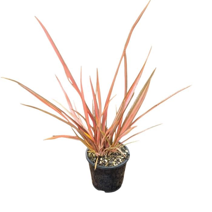 1.3L Pink Panther Flax - Phormium