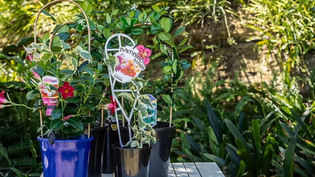 A beautiful bambinos boug plant, these are excellent plants for large containers or hanging baskets.