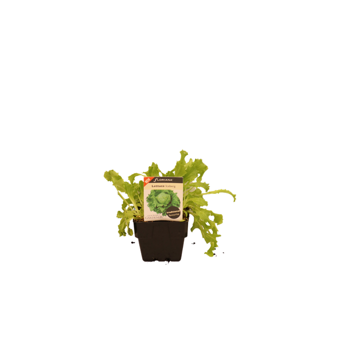 100mm Lettuce Iceberg - Lactuca sativa