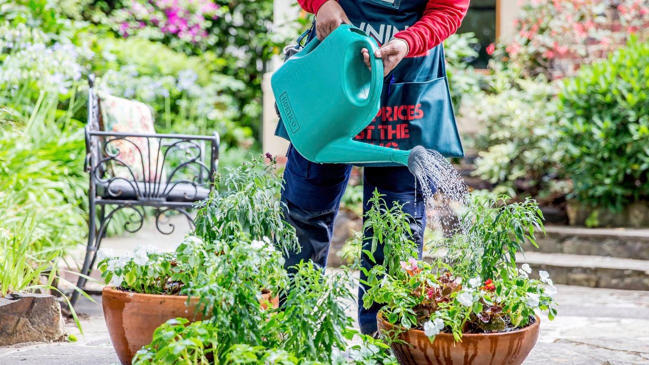 person watering two pots containing vegetable and fruit plants