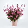 150mm Gaura Steffi Grace Compact