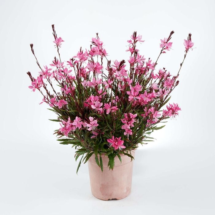 150mm Gaura Steffi Grace Compact