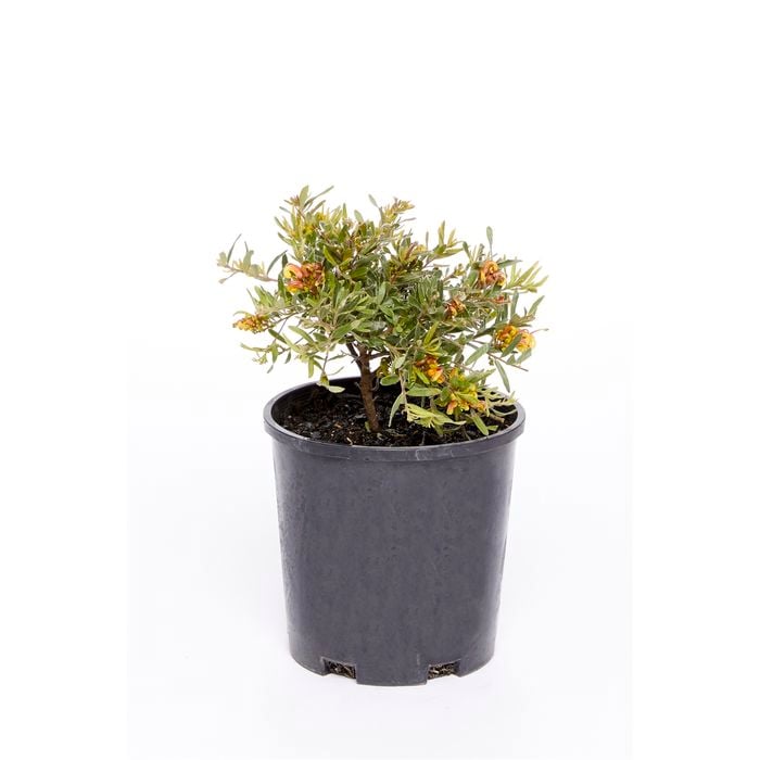 140mm Grevillea Fire Cracker - Grevillea alpina x rosmarinifolia