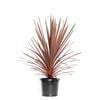 270mm Cordyline Red Star - Cordyline australis