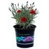 140mk Dianthus Rebekah - Dianthus hybrid