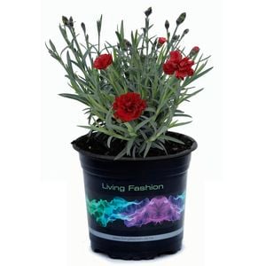 140mk Dianthus Rebekah - Dianthus hybrid