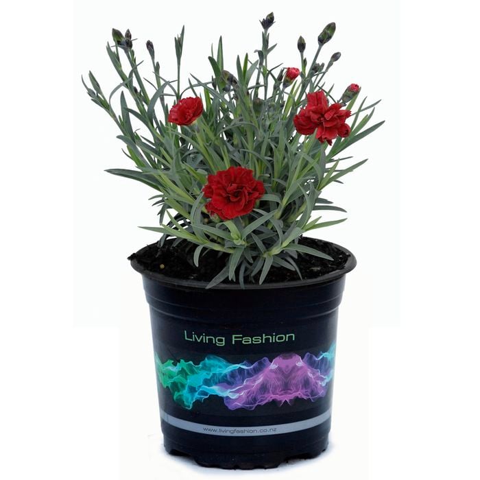 140mk Dianthus Rebekah - Dianthus hybrid