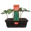 Punnet Burpless Cucumber - Cucumis sativis - Grow Your Own Range