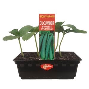 Punnet Burpless Cucumber - Cucumis sativis - Grow Your Own Range