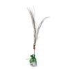 Bagged Japanese Maple Seiryu Lace Leaf - Acer Palmatum Dissectum