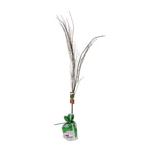 Bagged Japanese Maple Seiryu Lace Leaf - Acer Palmatum Dissectum