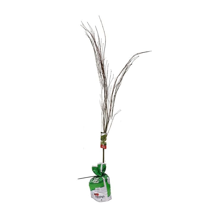 Bagged Japanese Maple Seiryu Lace Leaf - Acer Palmatum Dissectum