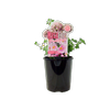 1.5L Bacopa - Sutera cordata