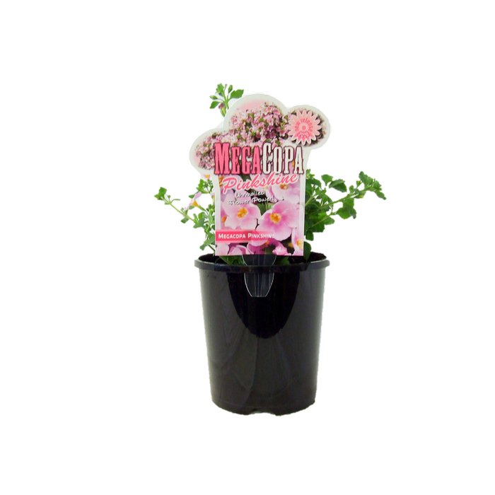1.5L Bacopa - Sutera cordata
