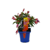 100mm Fuchsia Diva - Fuchsia hybrida