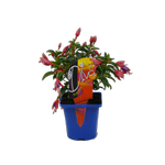 100mm Fuchsia Diva - Fuchsia hybrida