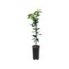 4L Lemon Eureka Grafted -  Citrus limon