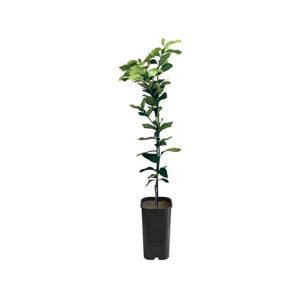 4L Lemon Eureka Grafted -  Citrus limon