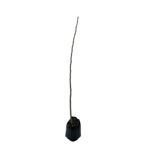 250mm Silk Tree - Albizia julibrissin