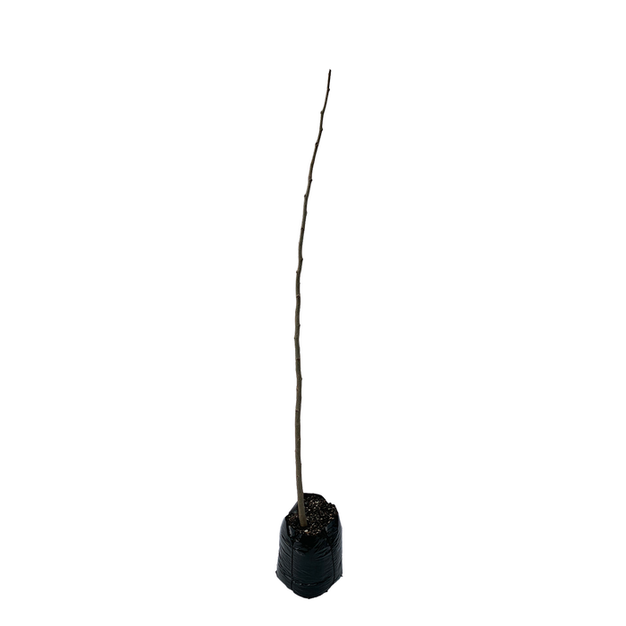 250mm Silk Tree - Albizia julibrissin