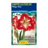 Fiesta Flower Bulbs Hippeastrum Mega Star