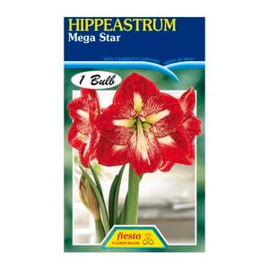 Fiesta Flower Bulbs Hippeastrum Mega Star