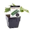 100mm Cucumber Continental - Cucumis sativus - Floriana Gourmet Gardner