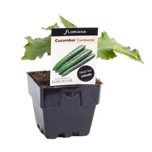100mm Cucumber Continental - Cucumis sativus - Floriana Gourmet Gardner