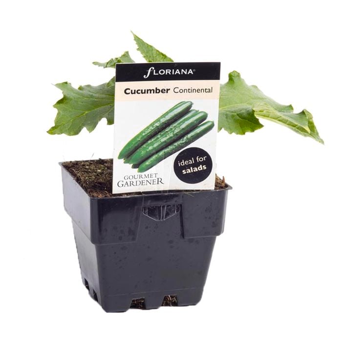 100mm Cucumber Continental - Cucumis sativus - Floriana Gourmet Gardner