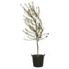 500mm Olive Tree - Manzanillo olea europaea